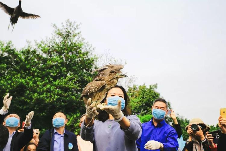 首届京津冀晋吉湿地生态观鸟节天津举办 15只被救助珍稀鸟类放归自然