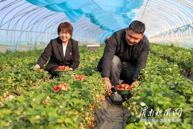 河北顺平:草莓飘香富农家