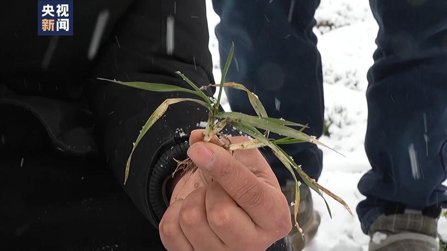 蔬菜苗穿“衣服” 光照温湿自动调 科学田管保障“菜篮子”供应