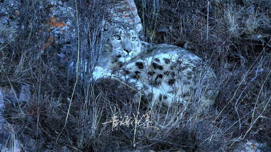 雪豹一家四口夜巡祁连山 看“雪山之王”走猫步