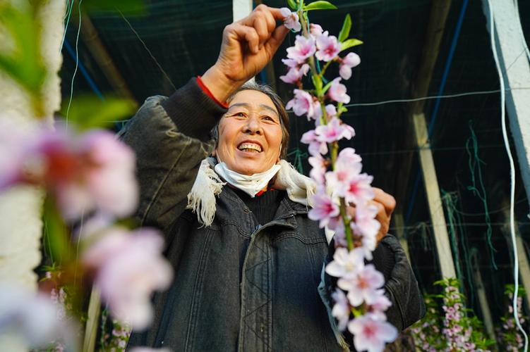河北乐亭:冬季里来桃花开