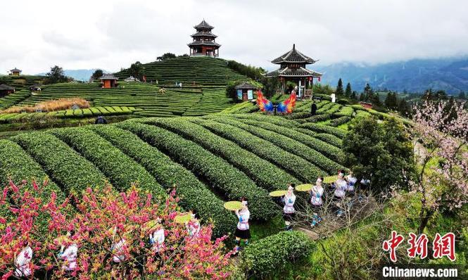 (走进中国乡村)广西侗寨茶园里的“致富经”