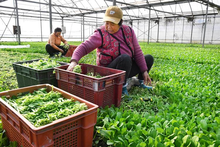 生产良好 长势喜人!今年我国蔬菜种植面积将进一步扩大