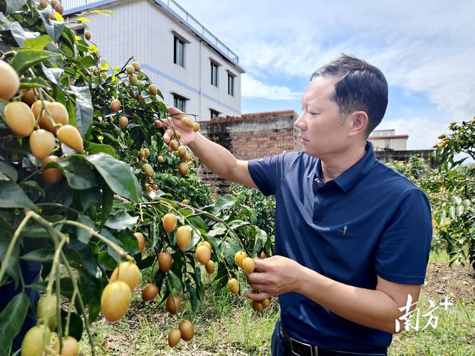 儋州大成镇启动黄皮采摘季 不断延伸黄皮产业链
