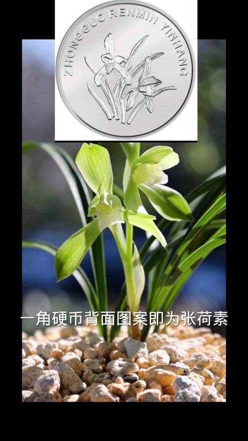 长三角“兰届明星”聚西湖 兰中极品“素心荷瓣”同展出