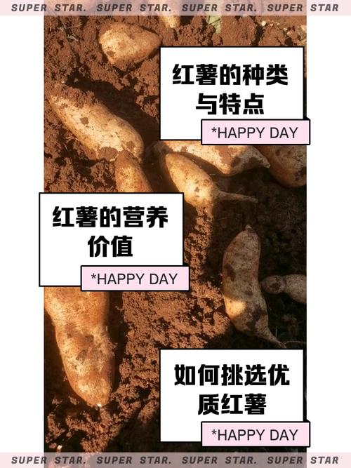 “85后”夫妻靠红薯种出一条产业链