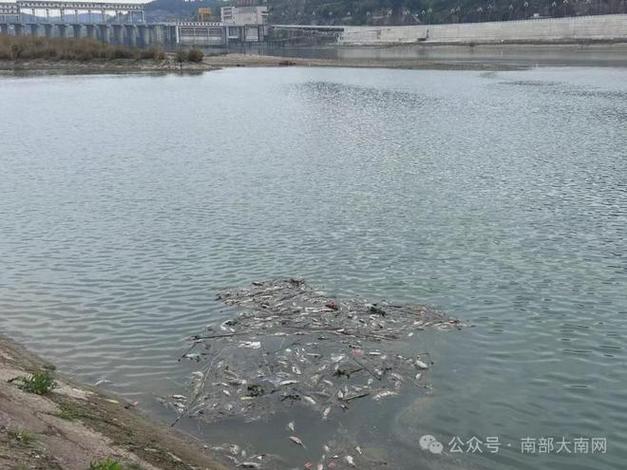 海口红城湖现大量死鱼!总台记者追踪 原因公布→
