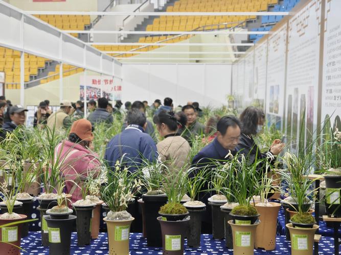 大理兰花茶花博览会兰花展开幕