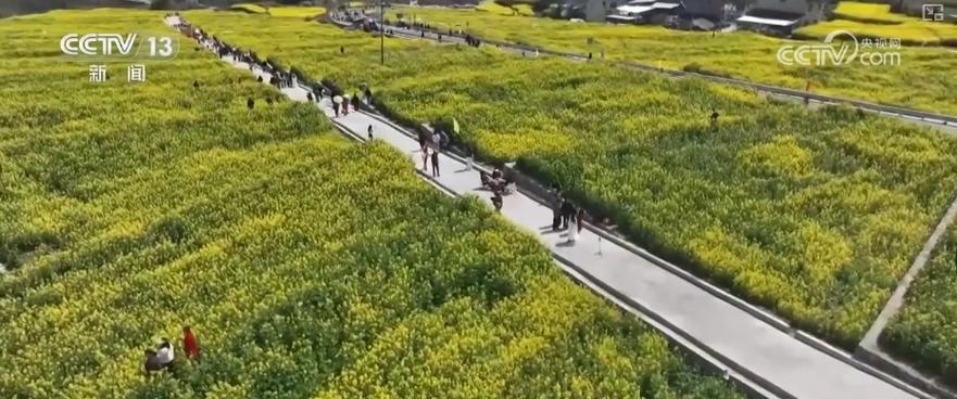 春赏花、夏榨油、秋收粮 “赏花+”扮“靓”经济新增长点
