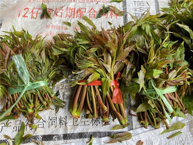 “开春吃花”:各类春花野菜抢先上市 尝鲜正当时