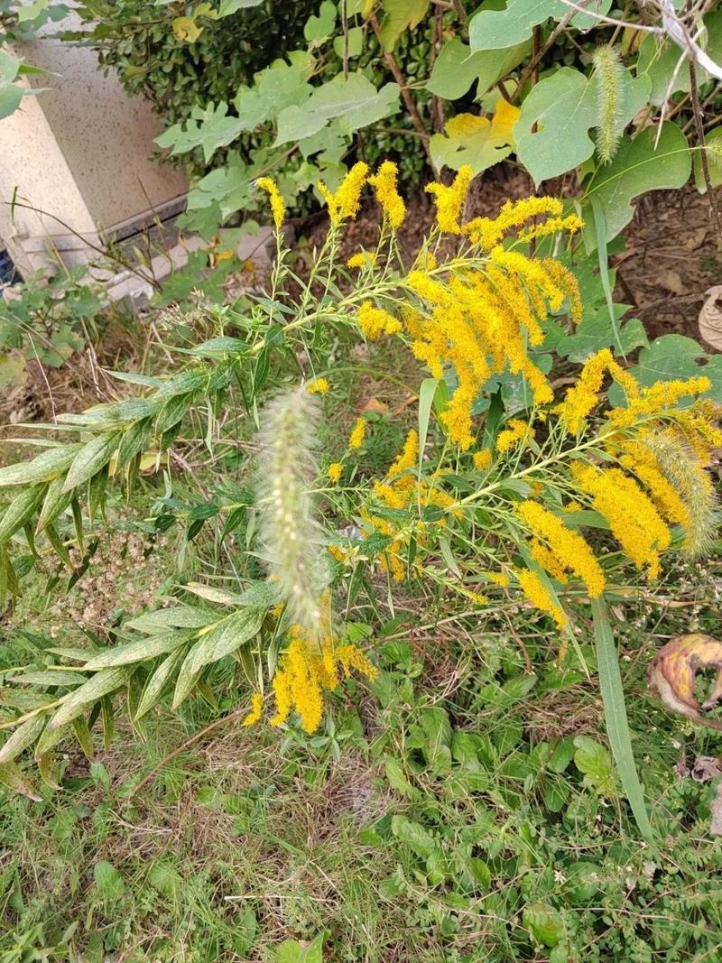 金山老伯误饮“死亡之花”药酒中毒昏迷!这种偏方别自行泡制