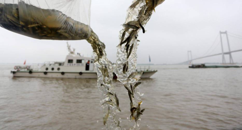 长江禁渔成效如何?水生生物完整性指数提升两个等级