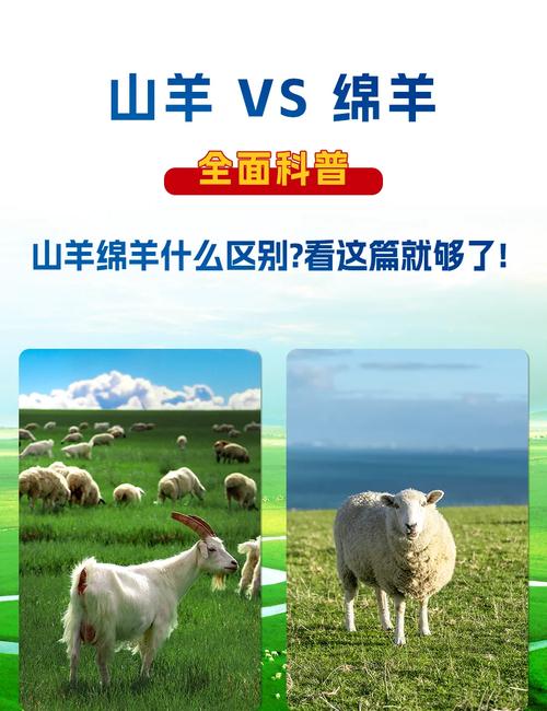 繁育优质种羊 推动量质齐升(新春走基层)