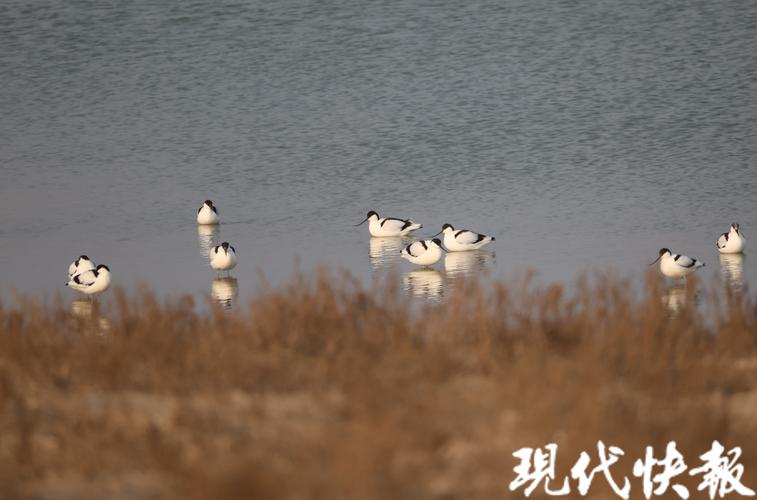 青海启动2024越冬水鸟同步监测工作