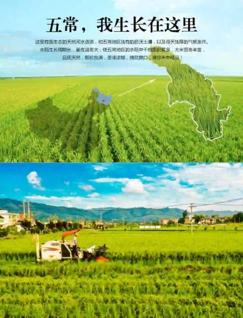 盐碱地飘出了稻花香 智慧农场里满满都是科技范儿